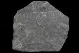 Wide Fossil Seed Fern Plate - Pennsylvania #73144-2